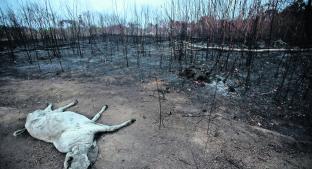 Tristeza mundial: El fin de semana hubo mil 130 nuevos incendios en el Amazonas. Noticias en tiempo real