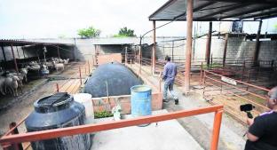 Granja de Morelos fermenta heces de borrego para convertirlas en gas. Noticias en tiempo real