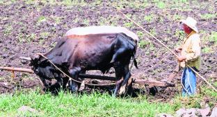 Sequía afecta producción de maíz y sorgo en Morelos; campesinos reportan pérdidas garrafales. Noticias en tiempo real