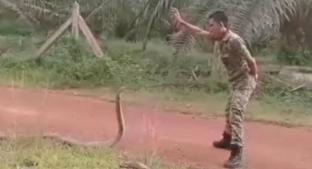 ¡Increible! Militar doma a una cobra venenosa en Malasia . Noticias en tiempo real