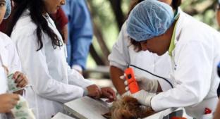 Autoridades de Querétaro promoverán la cultura del bienestar de mascotas . Noticias en tiempo real