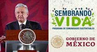 AMLO anuncia aumento doble para Programa Sembrando Vida en 2020. Noticias en tiempo real