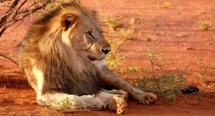 Envenenan y matan a leones para rituales de brujería; los dejan sin patas ni dientes. Noticias en tiempo real