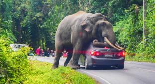 Elefante sorprende tras frenar la marcha de un automovilista, en Tailandia. Noticias en tiempo real