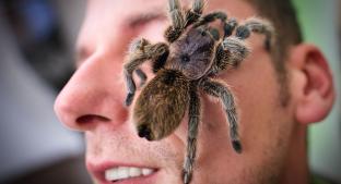 Araña se pasea por el rostro de un turista, en expo de insectos en Alemania. Noticias en tiempo real