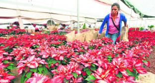 ¡De San Lorenzo para el mundo! Productores mexiquenses exportan Nochebuenas a EU y Canadá . Noticias en tiempo real