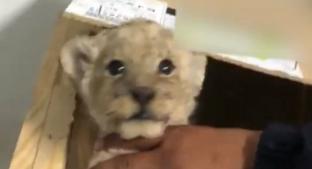 Tierno leoncito africano roba corazones en redes; lo hallaron empaquetado en Baja California. Noticias en tiempo real