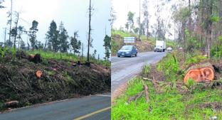 Habitantes del Edomex denuncian tala ilegal de árboles en Coatepec Harinas. Noticias en tiempo real