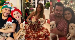 Mascotas de los famosos pasaron una Noche Buena de ¡guau!. Noticias en tiempo real