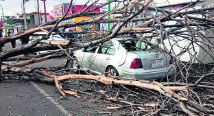 Poderoso viento tira más de 160 árboles en Toluca y daña simbólico Cosmovitral. Noticias en tiempo real