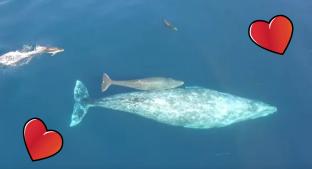 Graban a ballena gris bebé nadar junto a su mamá y video se hace viral. Noticias en tiempo real