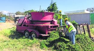 Gobierno de Morelos inicia campaña para convertir árboles de Navidad en abono para plantas. Noticias en tiempo real