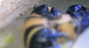 Asesinan a mujer por asfixia y envuelven su cuerpo en bolsas de plástico, en Morelos. Noticias en tiempo real