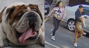 Policías de la CDMX rescatan a “Emilio”, el bulldog que fue robado en la colonia Roma. Noticias en tiempo real