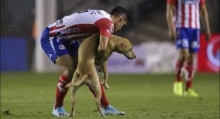Atlético de San Luis busca a la perrita que invadió la cancha. Noticias en tiempo real