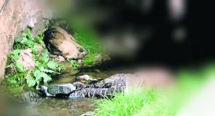 Hallan cadáver de “El Rambo” dentro de un canal de aguas negras, en Toluca. Noticias en tiempo real