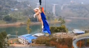 Lanzan a cerdito desde un bungee a más de 70 metros de altura. Noticias en tiempo real