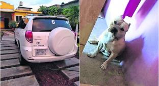 Una familia fue despojada de su camioneta con todo y su pitbull, en Jojutla . Noticias en tiempo real