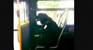 ‘Eclipse’, la perrita que se pasea sola y hasta toma el autobús para ir al parque. Noticias en tiempo real