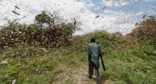 Autoridades registran monumental plaga de langostas en África Oriental  . Noticias en tiempo real
