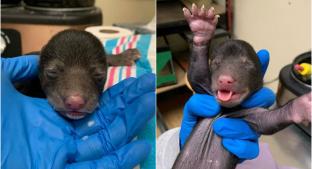 Perro llega a su casa con un osito bebé rescatado y ahora crece grande y fuerte . Noticias en tiempo real