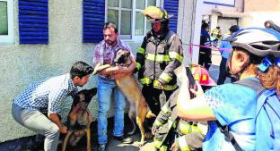 Dos perritos se salvan de morir calcinados tras un incendio en una lavandería, en Edomex . Noticias en tiempo real