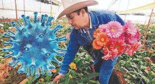 'Estamos a punto de la quiebra': Floricultor mexiquense sufre la crisis por el Covid-19. Noticias en tiempo real
