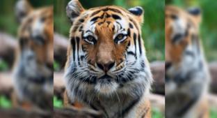 Tigres del zoológico de Bronx en Nueva York dan positivo a exámenes de coronavirus. Noticias en tiempo real