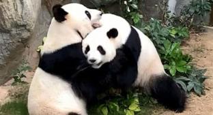 En plena cuarentena, pareja de pandas logra aparearse tras 10 años de intentarlo. Noticias en tiempo real