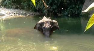 Muere elefanta embarazada tras comer piña con explosivos adentro, en una aldea de la India. Noticias en tiempo real