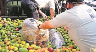 Interceptan 100 kilos de droga oculta en camioneta repleta de mangos, en el Edomex. Noticias en tiempo real