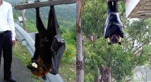 Conoce a los “murciélagos diadema”, los más grandes del mundo que habitan en Filipinas. Noticias en tiempo real