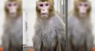 Científicos en China descubren inmunidad contra el Covid-19 en los monos macacos rhesus. Noticias en tiempo real