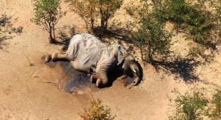 Mueren misteriosamente cerca de 350 elefantes en África; esto es lo que se sabe. Noticias en tiempo real