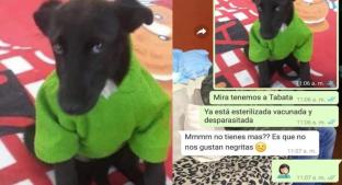 La historia de “Tabata”, la perrita colombiana que no era adoptada por su pelaje negro. Noticias en tiempo real