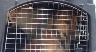 Rescatan a 27 perros maltratados de un domicilio de la CDMX, tras nueve denuncias . Noticias en tiempo real