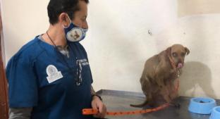 Centro de Control y Bienestar Animal rescata a 'Huesos' de una vida de maltrato, en Edomex. Noticias en tiempo real