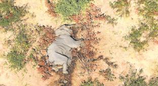 Descubren la causa de la muerte de 330 elefantes en Botsuana. Noticias en tiempo real