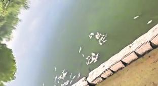 Falla en planta de agua mata a más de 100 peces en lago de Chapultepec. Noticias en tiempo real