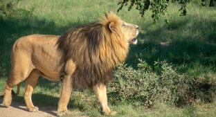 Hay alerta en Edomex por fuga de 4 leones de un criadero. Noticias en tiempo real