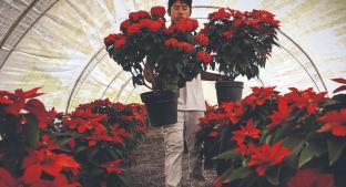 Floristas poblanos esperan poder vender 150 mil flores de nochebuena, pese a pandemia . Noticias en tiempo real