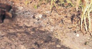 Campesinos hallan cadáver calcinado en camino de terracería de Tlaltizapan, Morelos. Noticias en tiempo real