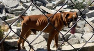 Se recrudece el abandono y maltrato animal en el Estado de México. Noticias en tiempo real