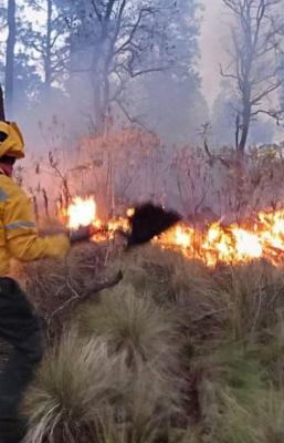 La temporada de incendios forestales está con todo, recomendaciones para cuidar los bosques