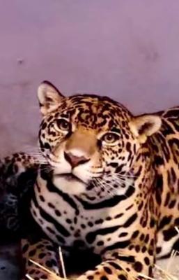 Nacen 3 jaguares en Chapultepec, es una especie en peligro de extinción