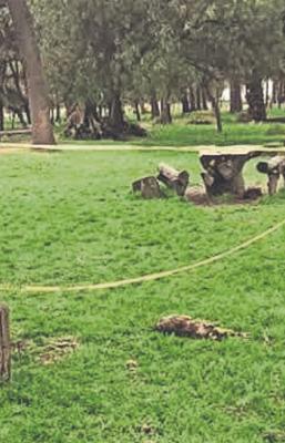 Encuentran el cuerpo de otro perro torturado en el Bosque de Nativitas en Xochimilco