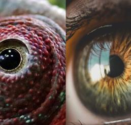 De animales y humanos, estos son los ojos más impactantes de todo el mundo