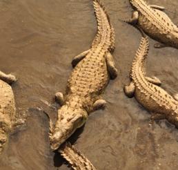 Madre lanza a su hijo discapacitado a un río de cocodrilos