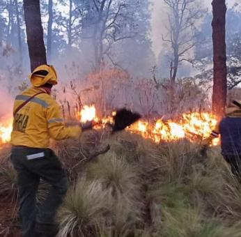 La temporada de incendios forestales está con todo, recomendaciones para cuidar los bosques