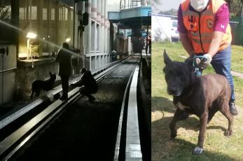 La historia de un perrito que sobrevivió 20 días en las vías del Metro Múzquiz de CDMX